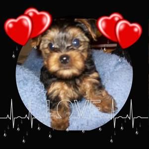 Meet your Posher, Patsy